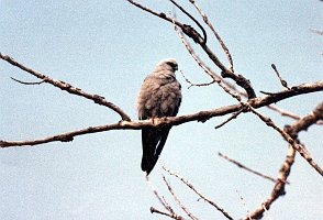 Hawk, Mississippi Kite, Oklahoma B01P34I03